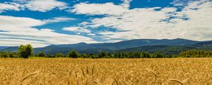 Preview wallpaper wheat, ears, field, trees, mountains