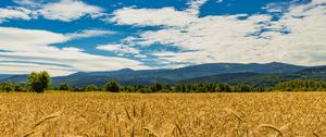 Preview wallpaper wheat, ears, field, trees, mountains