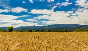 Preview wallpaper wheat, ears, field, trees, mountains