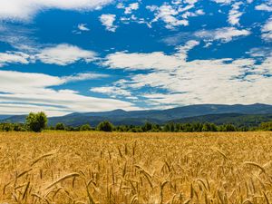 Preview wallpaper wheat, ears, field, trees, mountains