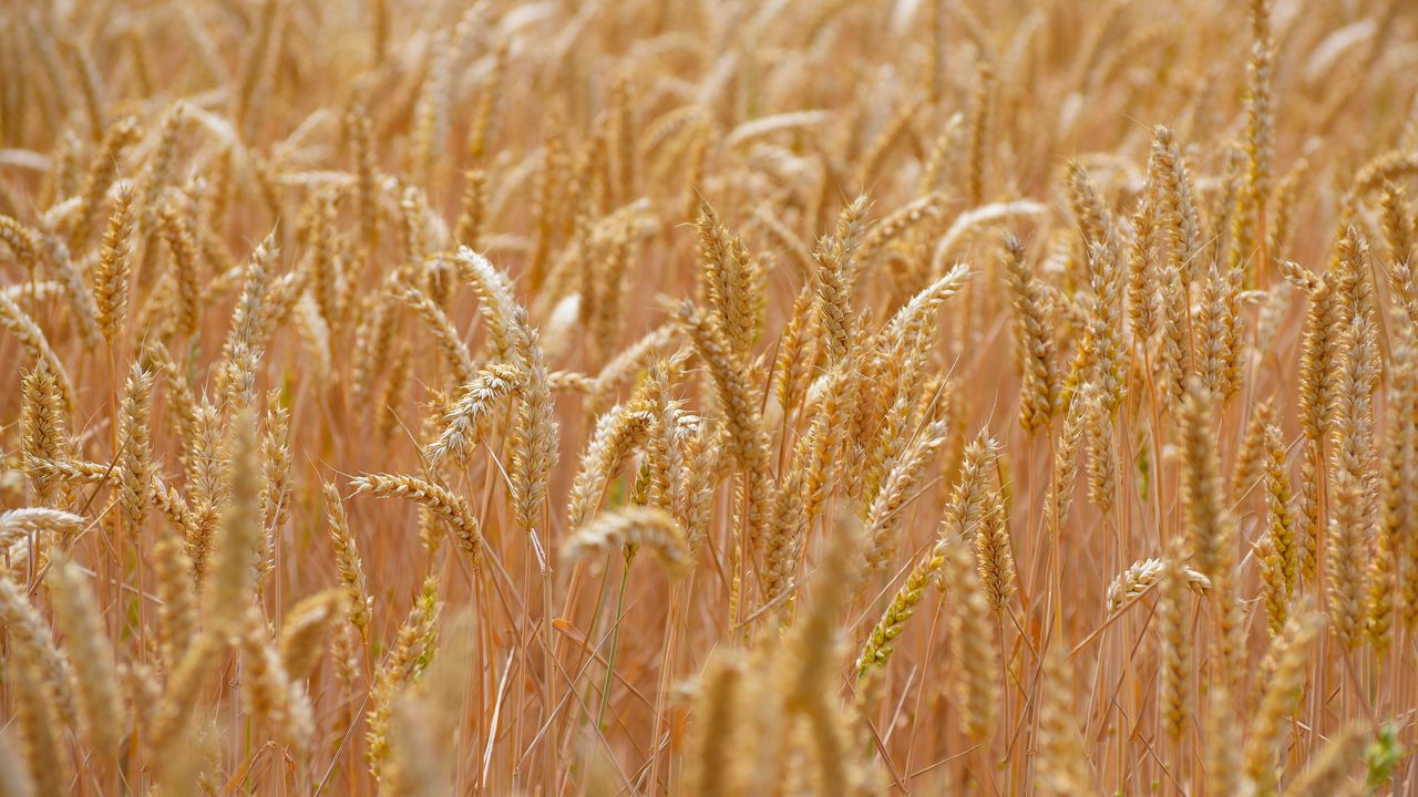 Wallpaper wheat, ears, field, blur