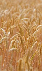 Preview wallpaper wheat, ears, field, blur