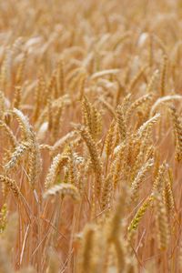 Preview wallpaper wheat, ears, field, blur