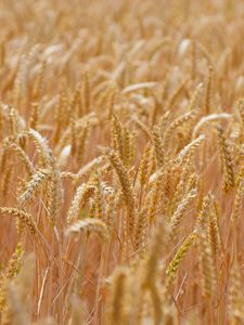 Preview wallpaper wheat, ears, field, blur
