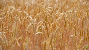 Preview wallpaper wheat, ears, field, blur