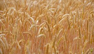 Preview wallpaper wheat, ears, field, blur