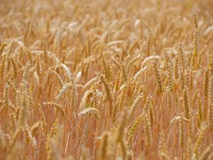 Preview wallpaper wheat, ears, field, blur