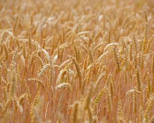 Preview wallpaper wheat, ears, field, blur