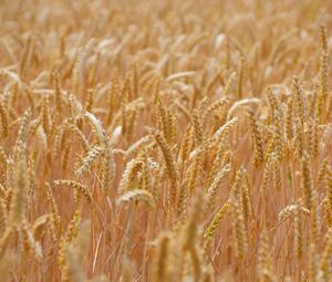 Preview wallpaper wheat, ears, field, blur