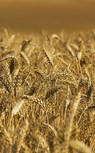 Preview wallpaper wheat, ears, field, nature, macro