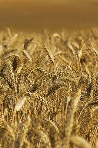 Preview wallpaper wheat, ears, field, nature, macro