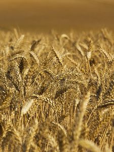 Preview wallpaper wheat, ears, field, nature, macro