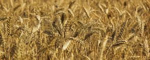 Preview wallpaper wheat, ears, field, nature, macro