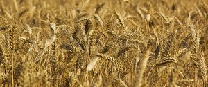 Preview wallpaper wheat, ears, field, nature, macro