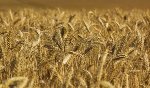 Preview wallpaper wheat, ears, field, nature, macro