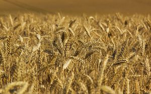 Preview wallpaper wheat, ears, field, nature, macro