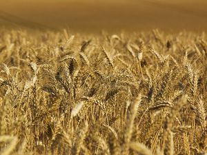 Preview wallpaper wheat, ears, field, nature, macro