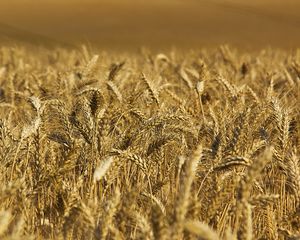 Preview wallpaper wheat, ears, field, nature, macro