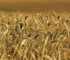 Preview wallpaper wheat, ears, field, nature, macro