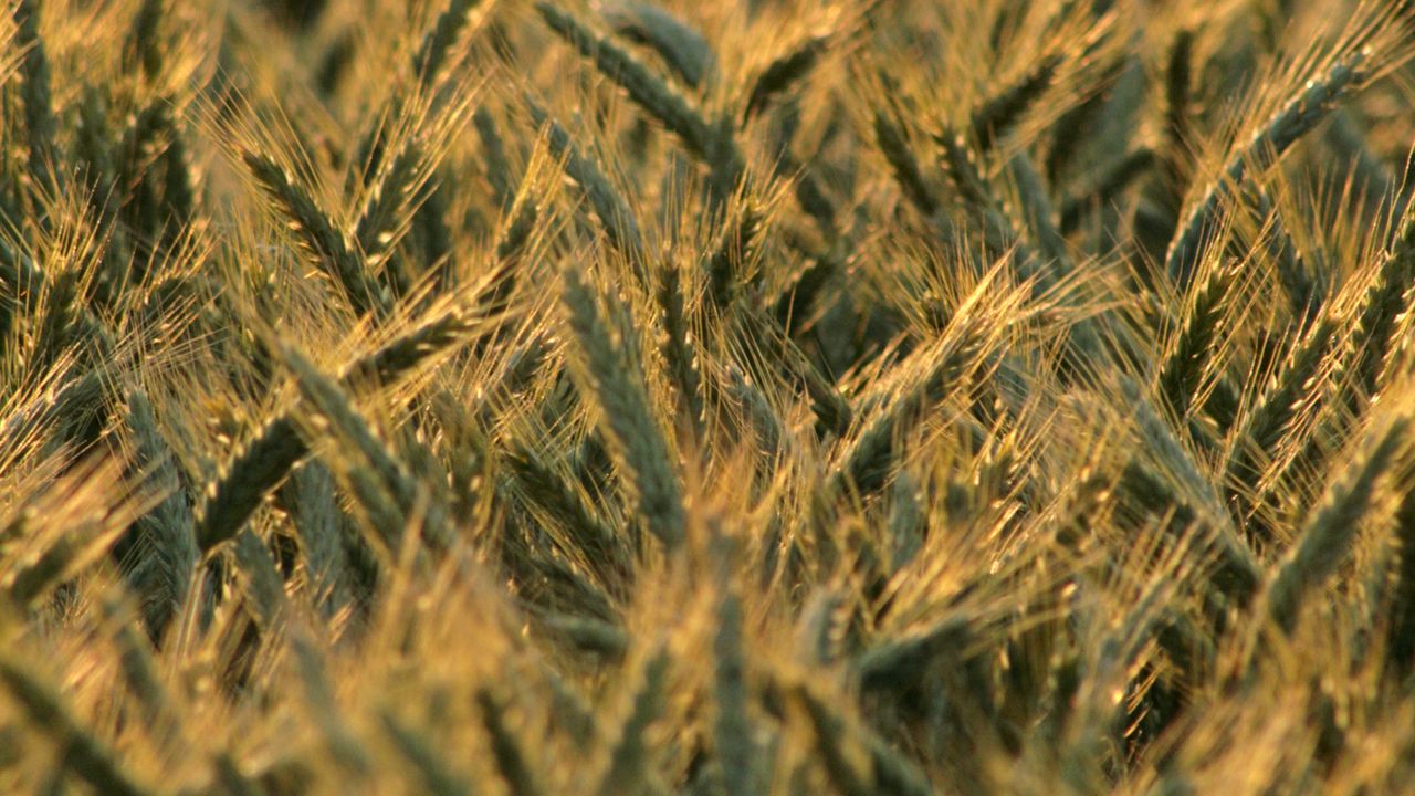 Wallpaper wheat, ears, field, blur, summer