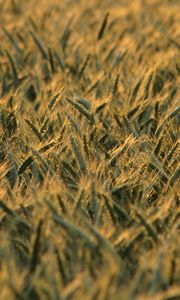 Preview wallpaper wheat, ears, field, blur, summer