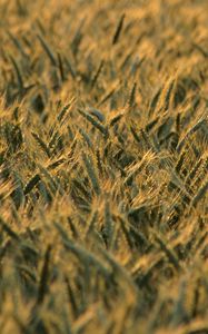 Preview wallpaper wheat, ears, field, blur, summer