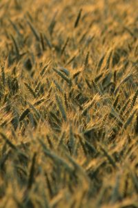 Preview wallpaper wheat, ears, field, blur, summer