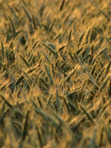 Preview wallpaper wheat, ears, field, blur, summer