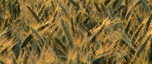 Preview wallpaper wheat, ears, field, blur, summer