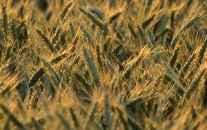 Preview wallpaper wheat, ears, field, blur, summer