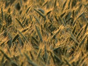 Preview wallpaper wheat, ears, field, blur, summer