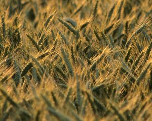 Preview wallpaper wheat, ears, field, blur, summer