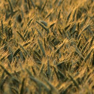 Preview wallpaper wheat, ears, field, blur, summer