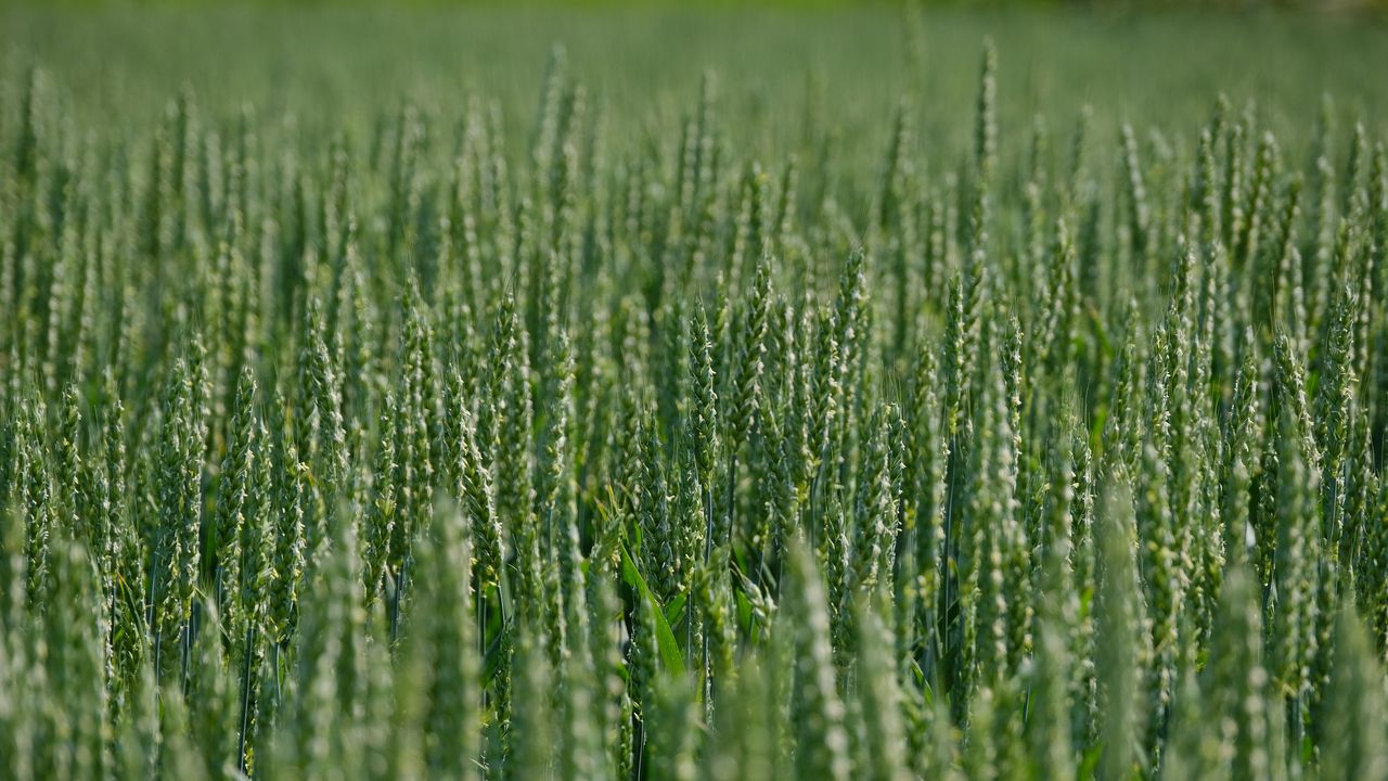 Wallpaper wheat, ears, field, green