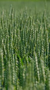 Preview wallpaper wheat, ears, field, green