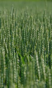 Preview wallpaper wheat, ears, field, green