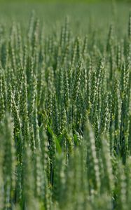 Preview wallpaper wheat, ears, field, green