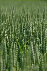 Preview wallpaper wheat, ears, field, green