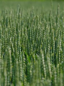 Preview wallpaper wheat, ears, field, green