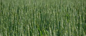 Preview wallpaper wheat, ears, field, green