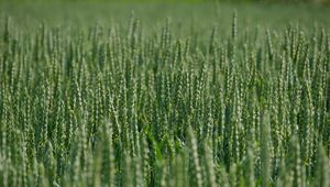 Preview wallpaper wheat, ears, field, green