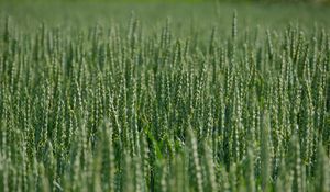 Preview wallpaper wheat, ears, field, green