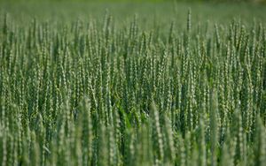 Preview wallpaper wheat, ears, field, green