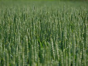 Preview wallpaper wheat, ears, field, green