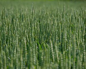 Preview wallpaper wheat, ears, field, green