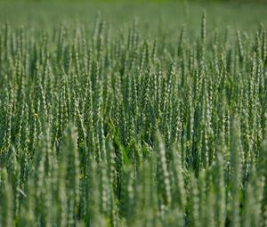 Preview wallpaper wheat, ears, field, green