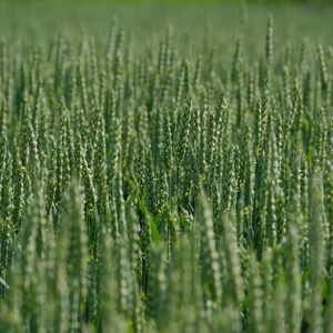 Preview wallpaper wheat, ears, field, green