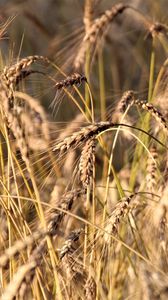 Preview wallpaper wheat, ears, grass