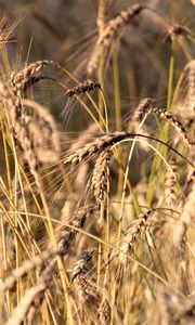 Preview wallpaper wheat, ears, grass