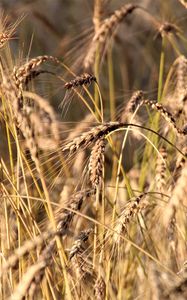 Preview wallpaper wheat, ears, grass